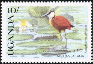 Colnect-1715-766-African-Jacana-Actophilornis-africanus.jpg