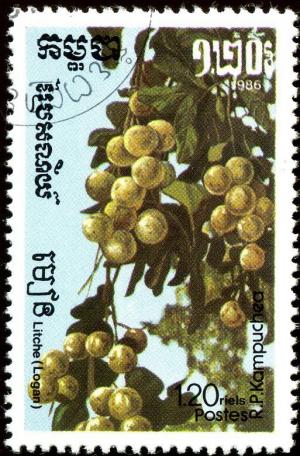 Colnect-1854-623-Longan-Dimocarpus-longan.jpg