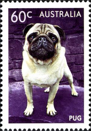Colnect-1916-965-Pug-Canis-lupus-familiaris.jpg