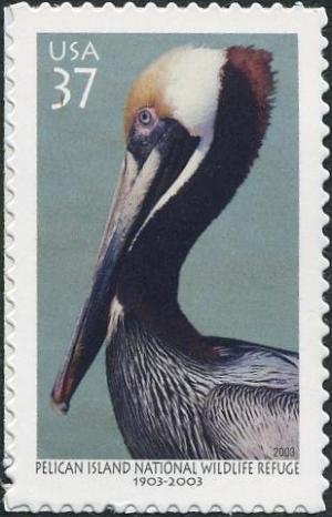 Colnect-202-093-Brown-Pelican-Pelecanus-occidentalis.jpg