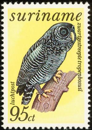 Colnect-2026-687-Black-banded-Owl-Strix-huhula.jpg