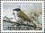 Colnect-3167-272-Black-crowned-Tanager-Phaenicophilus-palmarum-.jpg