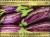 Colnect-6446-196-Eggplant-Solanum-melongena.jpg