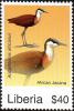 Colnect-4154-609-African-Jacana-Actophilornis-africana.jpg