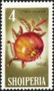 Colnect-5562-656-Pomegranate-Punica-granatum.jpg