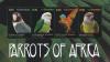 Colnect-1721-805-Parrots-of-Africa.jpg