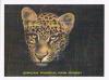 Colnect-2371-200-Leopard-Panthera-pardus.jpg