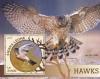 Colnect-3566-072-Eurasian-Sparrowhawk---Accipiter-nisus.jpg