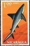 Colnect-4354-034-Carcharhinus-nicaraguensis.jpg