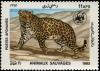 Colnect-5917-343-Leopard-Panthera-pardus.jpg