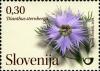 Colnect-718-041-Flowers---wild-carnations-Dianthus-sternbergii.jpg