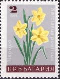 Colnect-3383-860-Narcissus-preticus.jpg