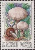 Colnect-603-640-Agaricus-campester.jpg