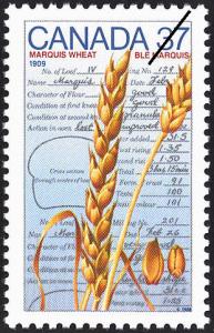 Colnect-1020-141-Marquis-Wheat-1909.jpg