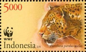 Colnect-3765-007-Javan-Leopard-Panthera-pardus-melas.jpg