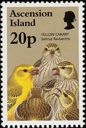 Colnect-4414-471-Yellow-Canary-Crithagra-flaviventris.jpg