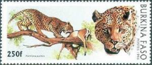 Colnect-763-780-Leopard-Panthera-pardus.jpg