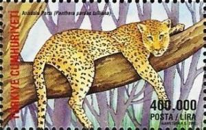 Colnect-967-697-Anatolian-Leopard-Panthera-pardus-tulliana.jpg