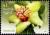 Colnect-4793-932-Hibiscus-insularis---Philip-Island-hibiscus.jpg
