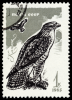 Stamp_CCCP_1965_Maeusebussard_Buteo_Buteo_MiNr_3146.png