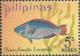 Colnect-2908-853-Bridled-Parrotfish-Scarus-frenatus.jpg