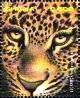 Colnect-2984-217-Leopard-Panthera-pardus.jpg