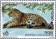 Colnect-491-750-Pantanal-Jaguar-Panthera-onca-palustris-.jpg