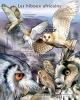 Colnect-6034-593-Barn-Owl-Tyto-alba.jpg