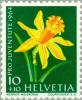 Colnect-140-250-Daffodil-Narcissus-pseudonarcissus.jpg