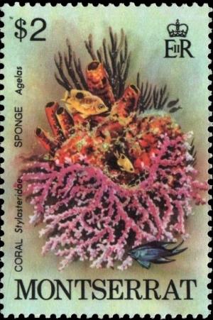 Colnect-3138-016-Coral-Stylasteridae-Sponge-Agelas-sp.jpg
