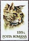 Colnect-4900-229-Domestic-Cat-Felis-silvestris-catus.jpg