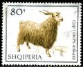 Colnect-1420-620-Angora-Goat-Capra-aegagrus-hircus.jpg