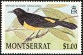 Colnect-1785-044-Montserrat-Oriole-Icterus-oberi.jpg