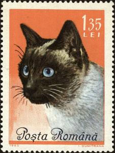 Colnect-5043-394-Siamese-Cat-Felis-silvestris-catus.jpg