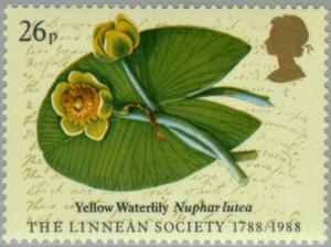 Colnect-122-536-Yellow-Water-Lily-Nuphar-lutea.jpg