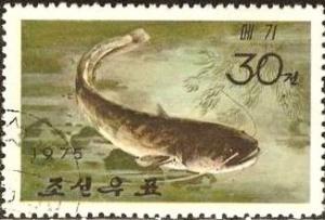 Colnect-1966-445-Amur-Catfish-Silurus-asotus.jpg