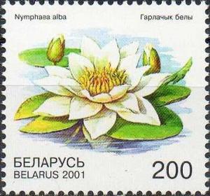 Colnect-2508-629-White-Water-lily-Nymphaea-alba.jpg