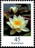 Colnect-5206-294-White-Water-lily-Nymphaea-alba.jpg