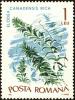 Colnect-5049-044-Canadian-waterweed-Elodea-canadensis.jpg