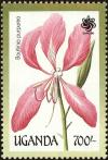 Colnect-4282-036-Bauhinia-purpurea.jpg