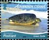 Colnect-4524-827-Green-Sea-Turtle-Chelonia-mydas.jpg