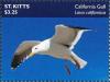 Colnect-6310-660-California-Gull-Larus-californicus.jpg