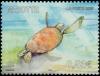 Colnect-851-184-Green-Sea-Turtle-Chelonia-mydas.jpg