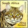 Small-wild-cats-of-Africa---The-felis-nigripes.jpg