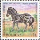 Colnect-726-942-Damara-Zebra-Equus-quagga-antiquorum.jpg