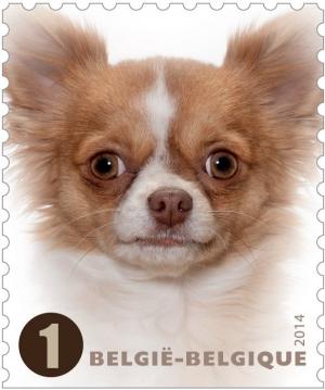 Colnect-1958-031-Chihuahua-Canis-lupus-familiaris.jpg