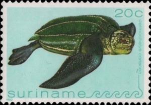 Colnect-2564-068-Leatherback-Sea-Turtle-Dermochelys-coriacea.jpg