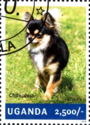 Colnect-3438-329-Chihuahua-Canis-lupus-familiaris.jpg