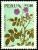Colnect-1672-665-Flora-Solanum-Ambosinum.jpg