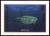 Colnect-3362-049-Green-Sea-Turtle-Chelonia-mydas.jpg